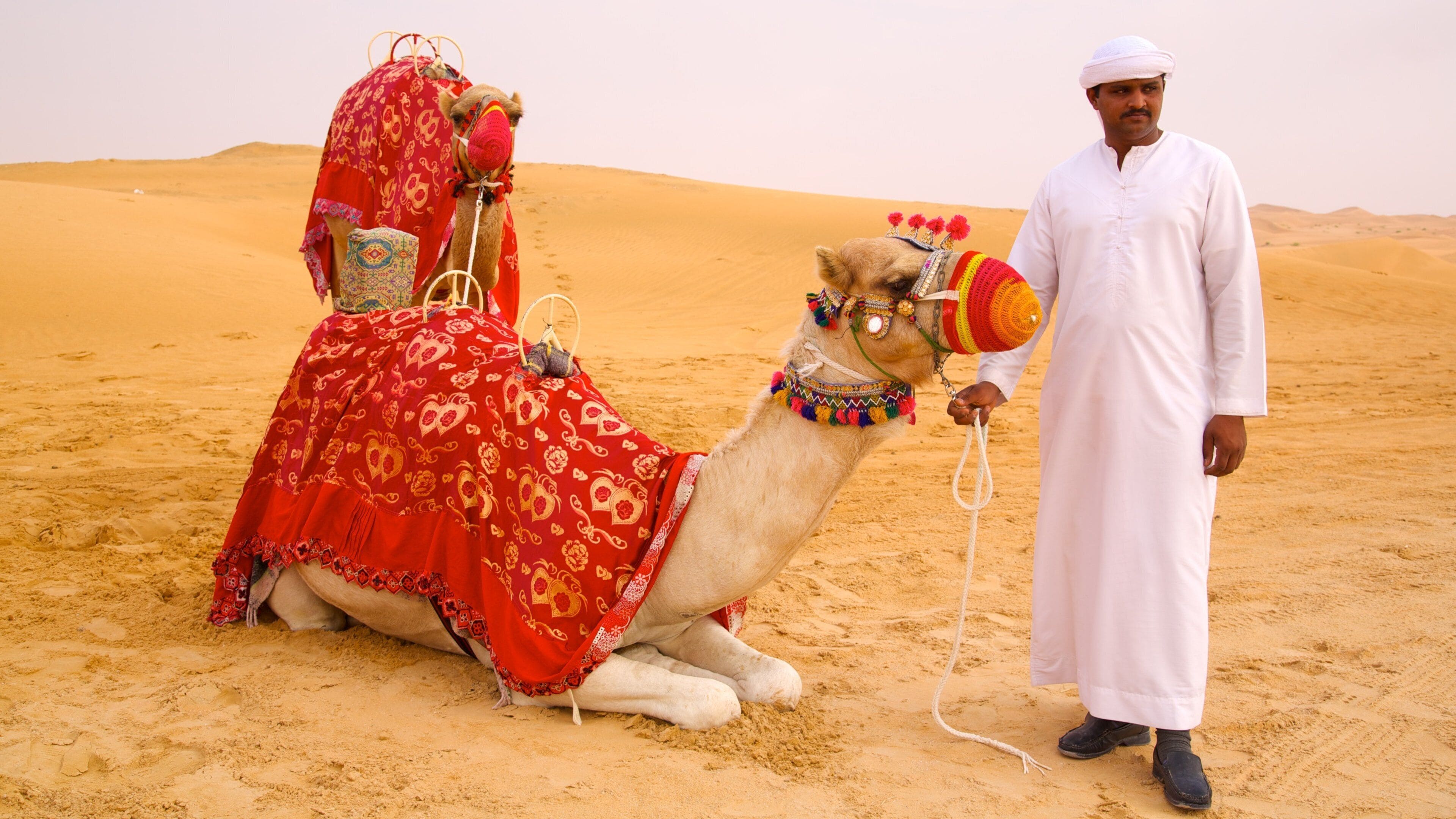 아부 다비 에미리트 을 보여주는 육지 동물 과 사막 뿐만 아니라 남자