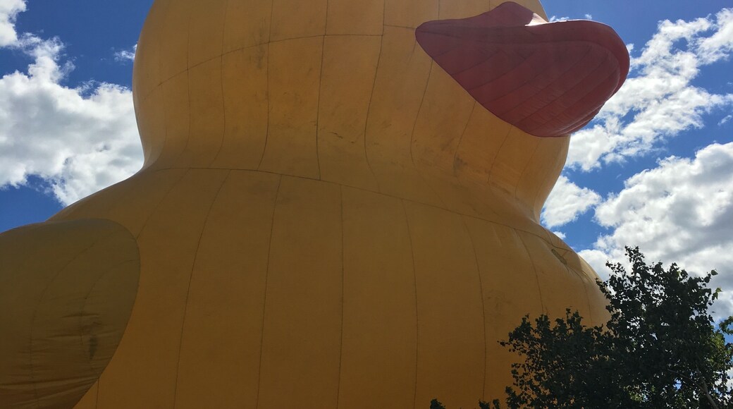 Big rubber ducky at Tall ship festival