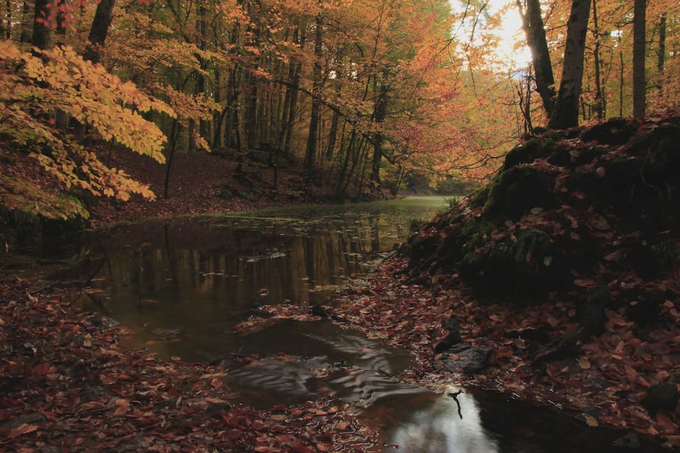 A forested area with a pond surrounded by autumn-colored trees and fallen leaves.