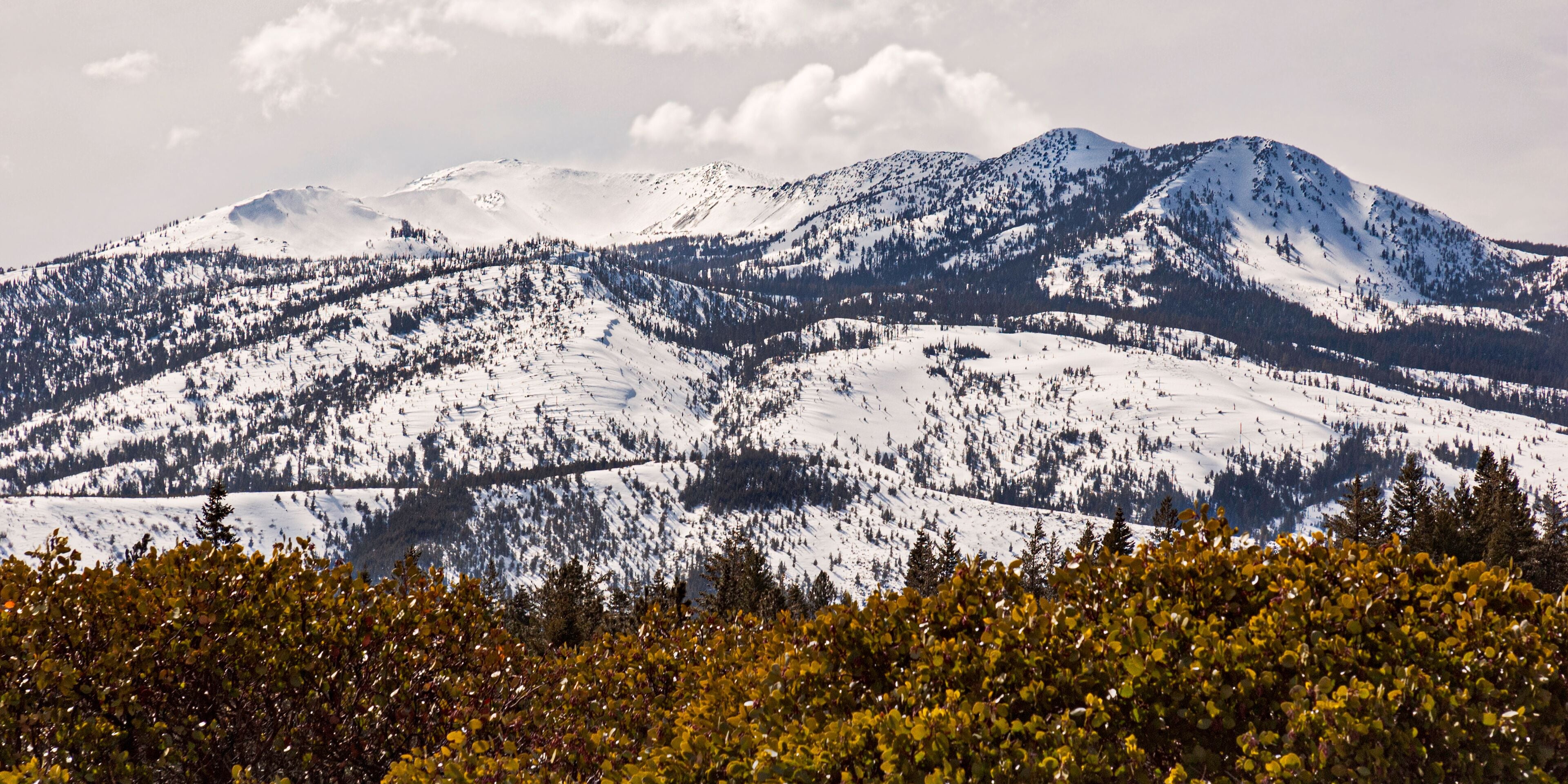 panorama closeup of mt eddy in siskiyou county california with manzanita shrubs in the foreground