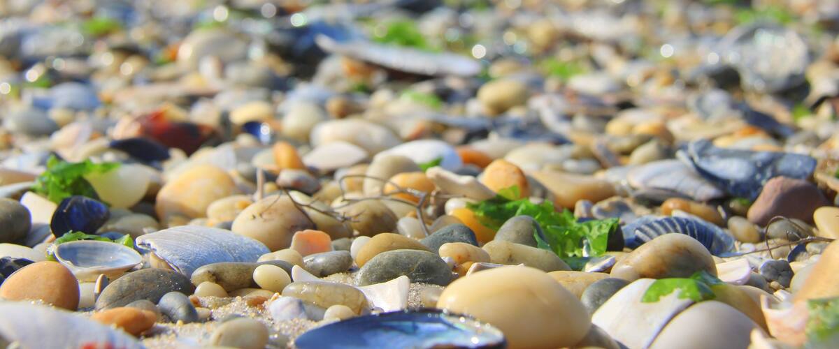 Colorful pebbles and shells on a beach