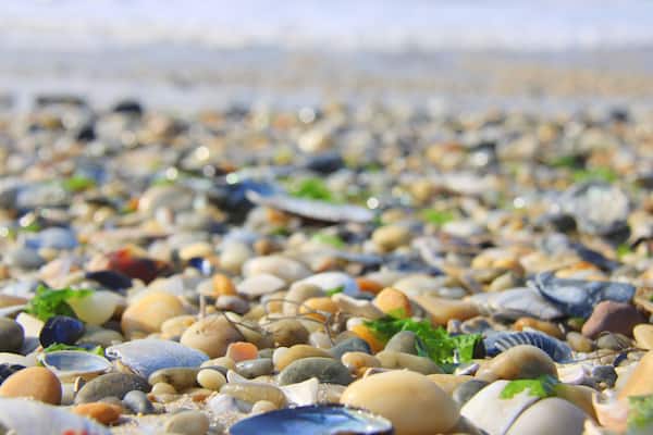 Colorful pebbles and shells on a beach
