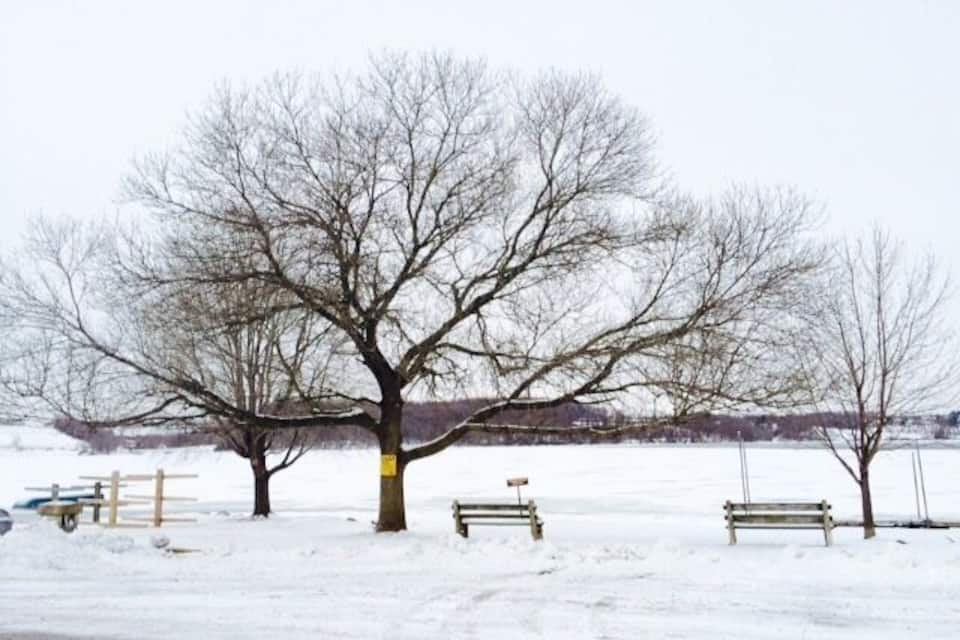 A snow-covered park with leafless trees, benches, and a distant view of a building.