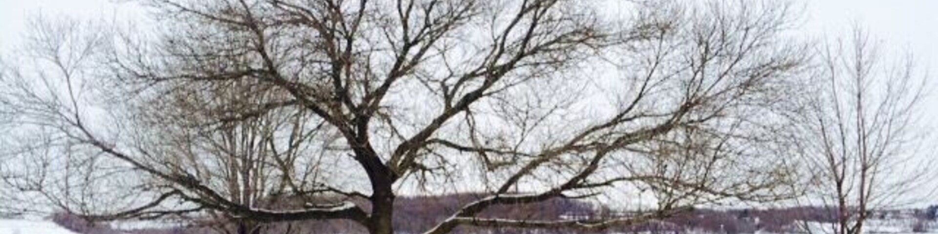 First Day of Spring and it's Snowing. Not to mention it's on a Friday and an Eclipse!! Freaky Friday indeed!!