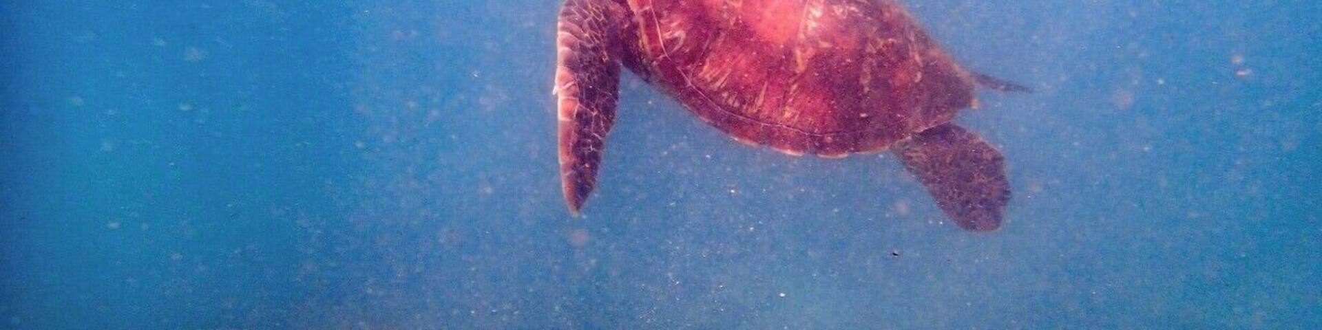A sea turtle swimming underwater.
