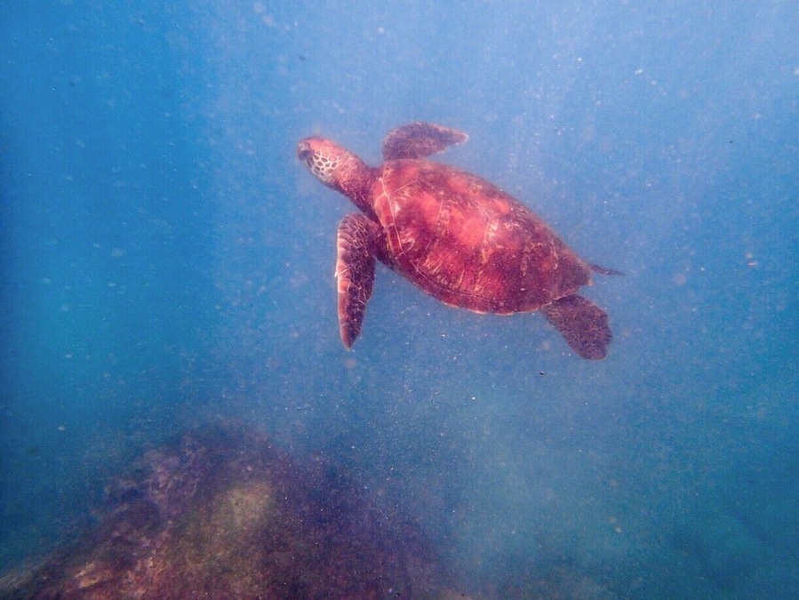 Swimming with sea turtles was one of the many amazing moments of my Galapagos adventure. Like most of the other animals, they went about their business without seeming to even notice the people around.