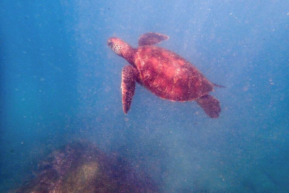 A sea turtle swimming underwater.