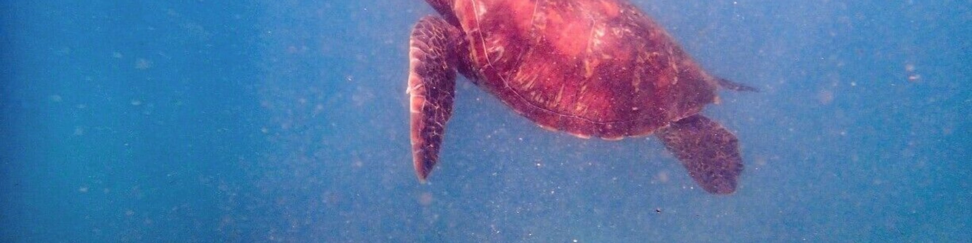 Swimming with sea turtles was one of the many amazing moments of my Galapagos adventure. Like most of the other animals, they went about their business without seeming to even notice the people around.