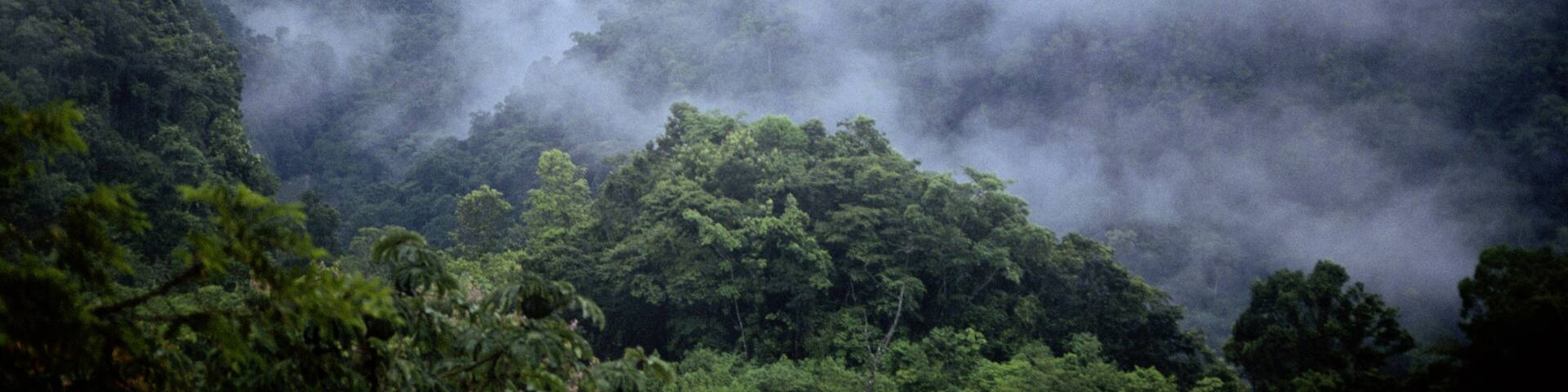 Lacandona Jungle Rain Forest, Chiapas