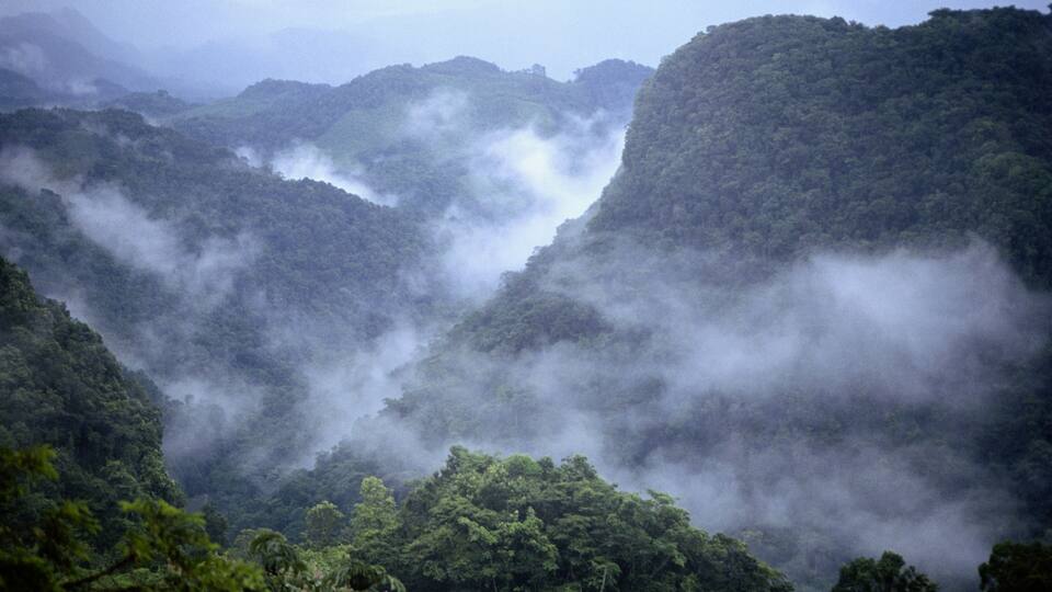 A misty valley with dense forest and rugged mountains.