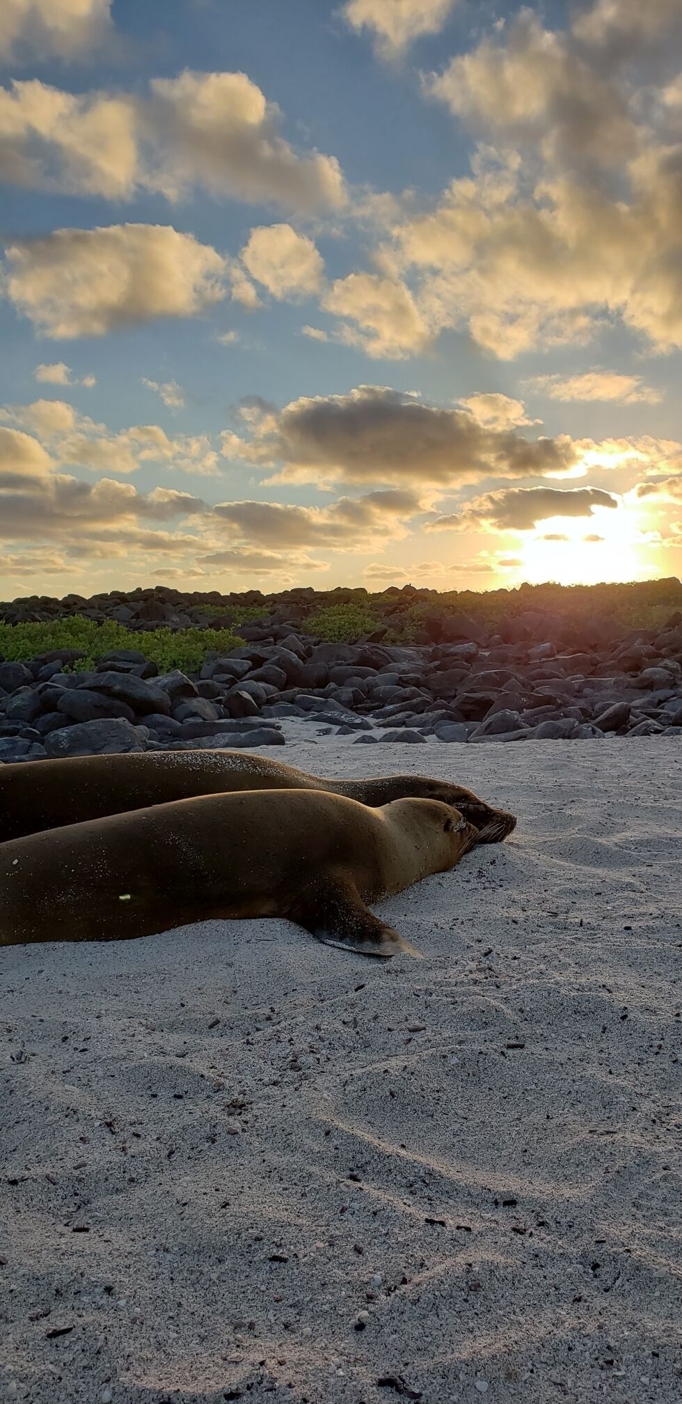 Bedtime in the Galapagos #golden