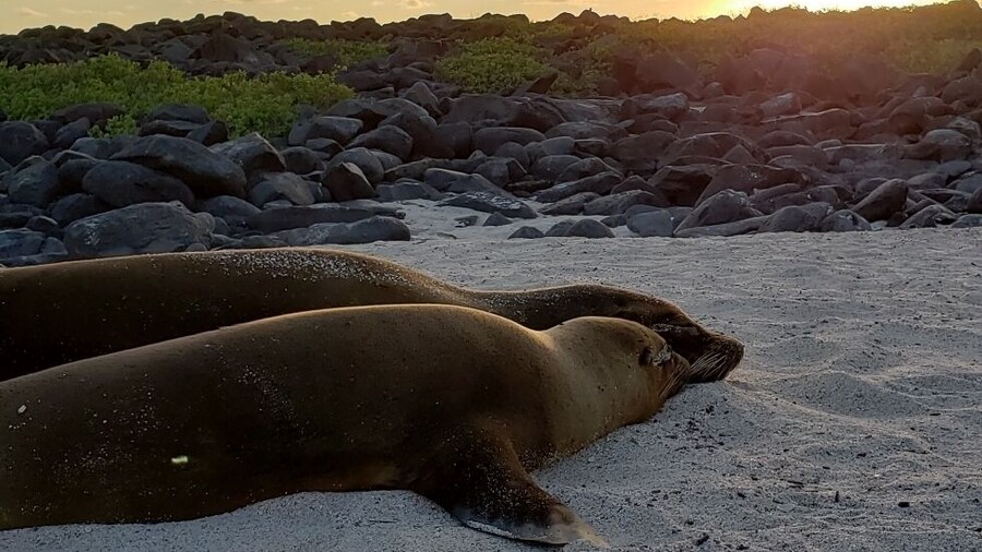 Bedtime in the Galapagos #golden