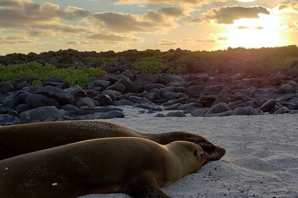 Two seals resting on a sandy beach with a rocky shoreline and a sunset in the background.