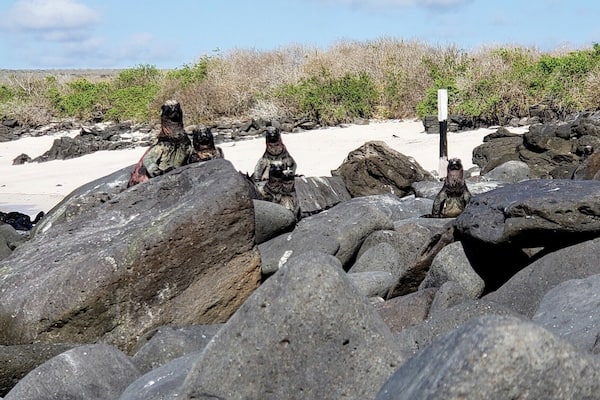 I've been spotted! A family of marine iguanas auditioning for meerkat manor #LifeAtExpedia