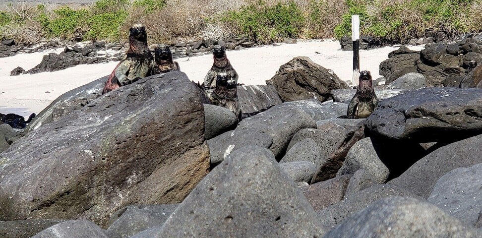I've been spotted! A family of marine iguanas auditioning for meerkat manor #LifeAtExpedia