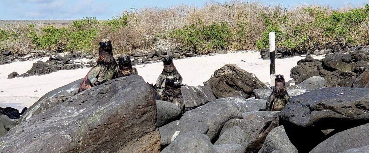 Large rocks and a sandy beach with sparse vegetation.
