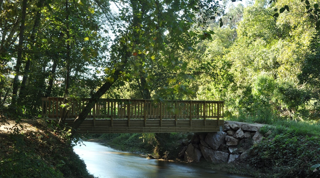 Bosque com árvores, rio e ponte de madeira, trilho de montanha, caminhadas