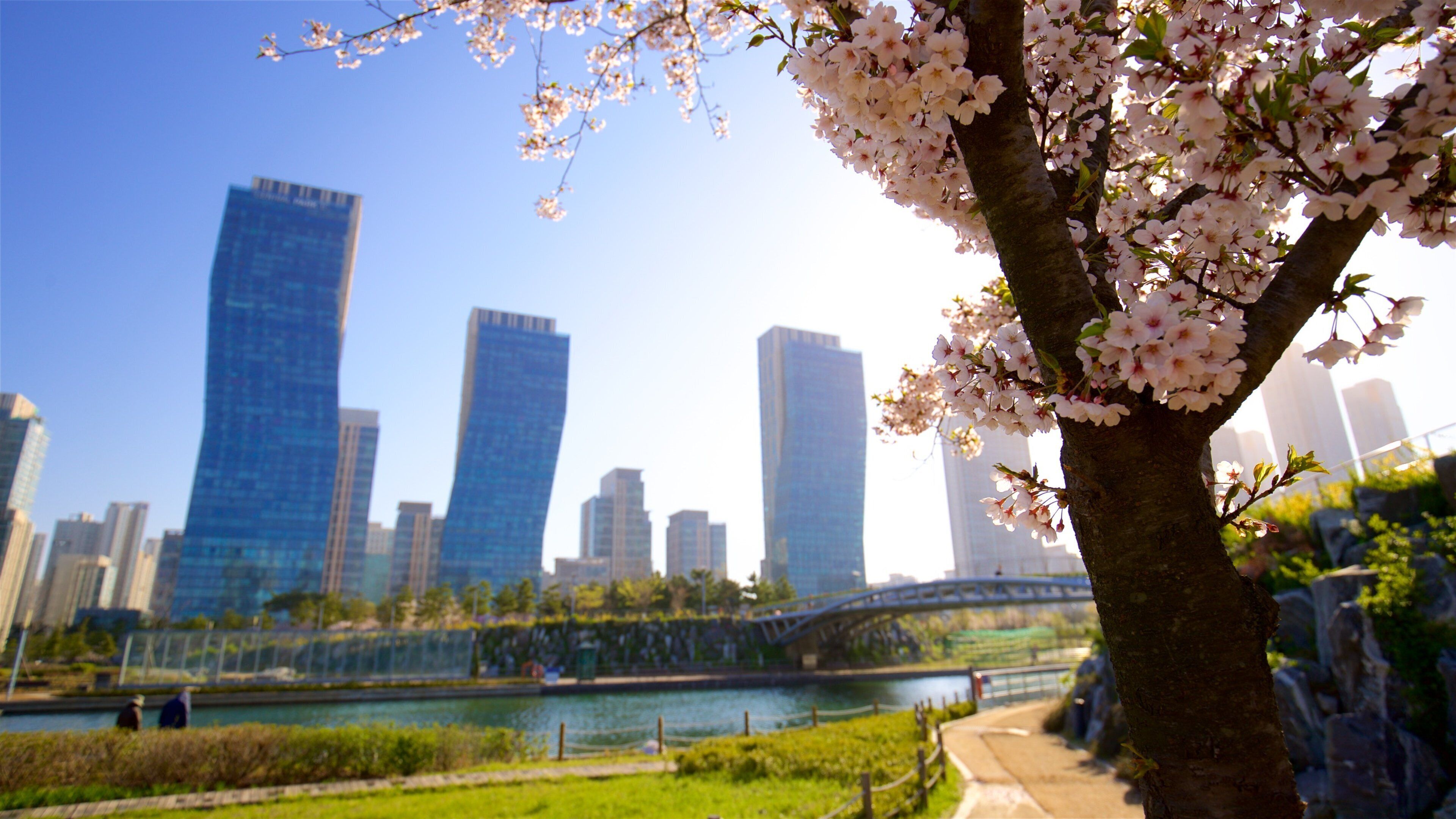 Parc Songdo Central Park qui includes fleurs sauvages, gratte-ciel et coucher de soleil