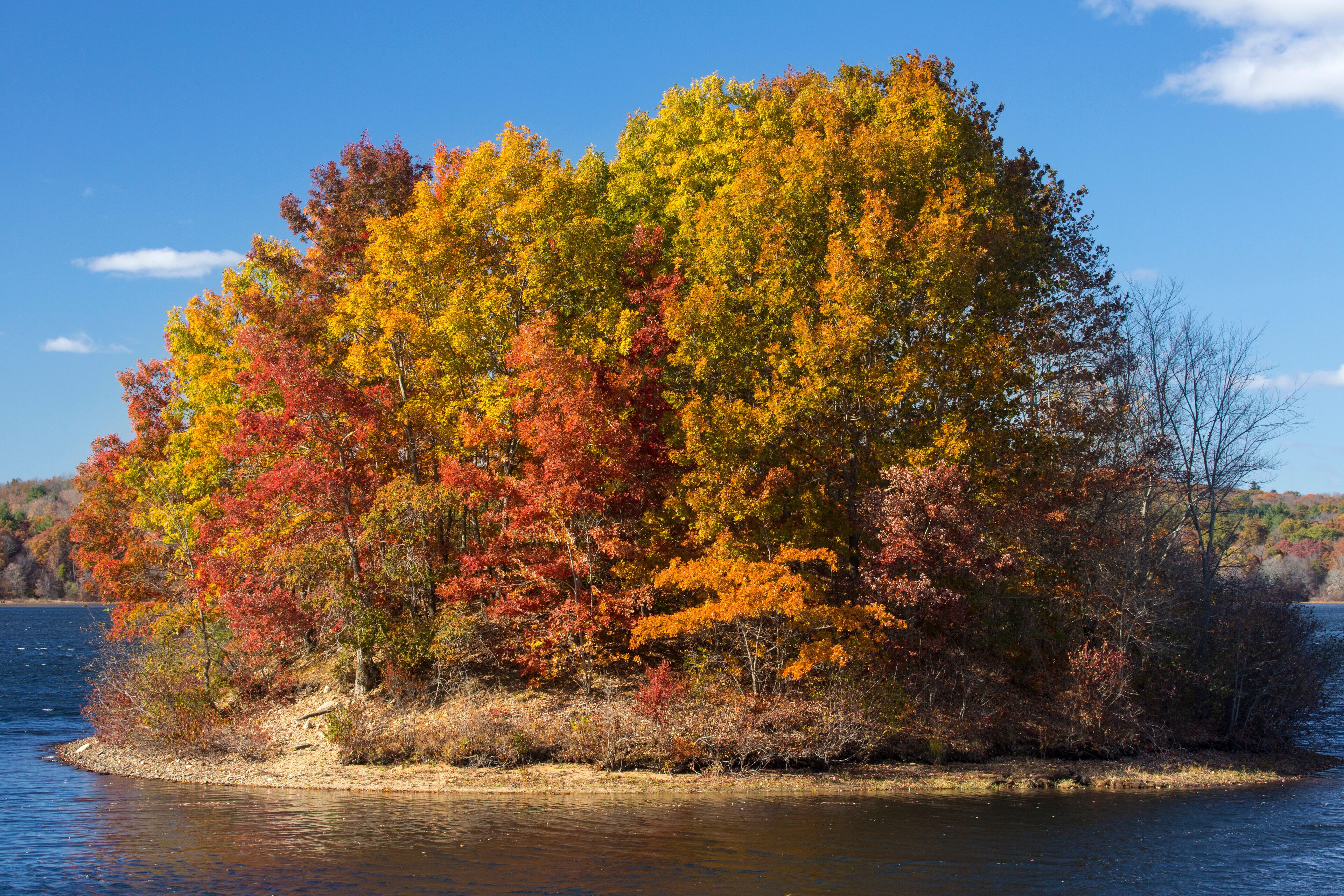 Island of vibrant fall foliage in lake, Mansfield Hollow, Connecticut.