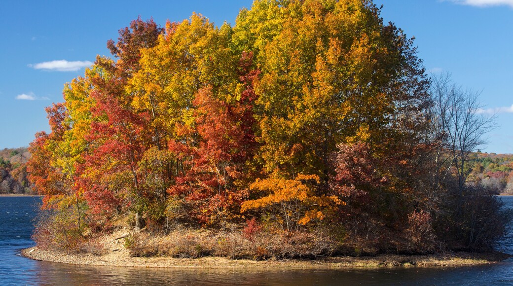 Island of vibrant fall foliage in lake, Mansfield Hollow, Connecticut.