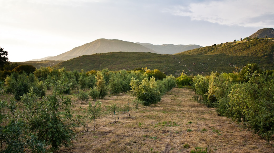 오하이 올리브 오일
