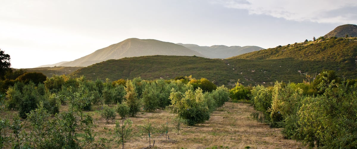 Olive Orchard in Mountains.  Ojai, California.