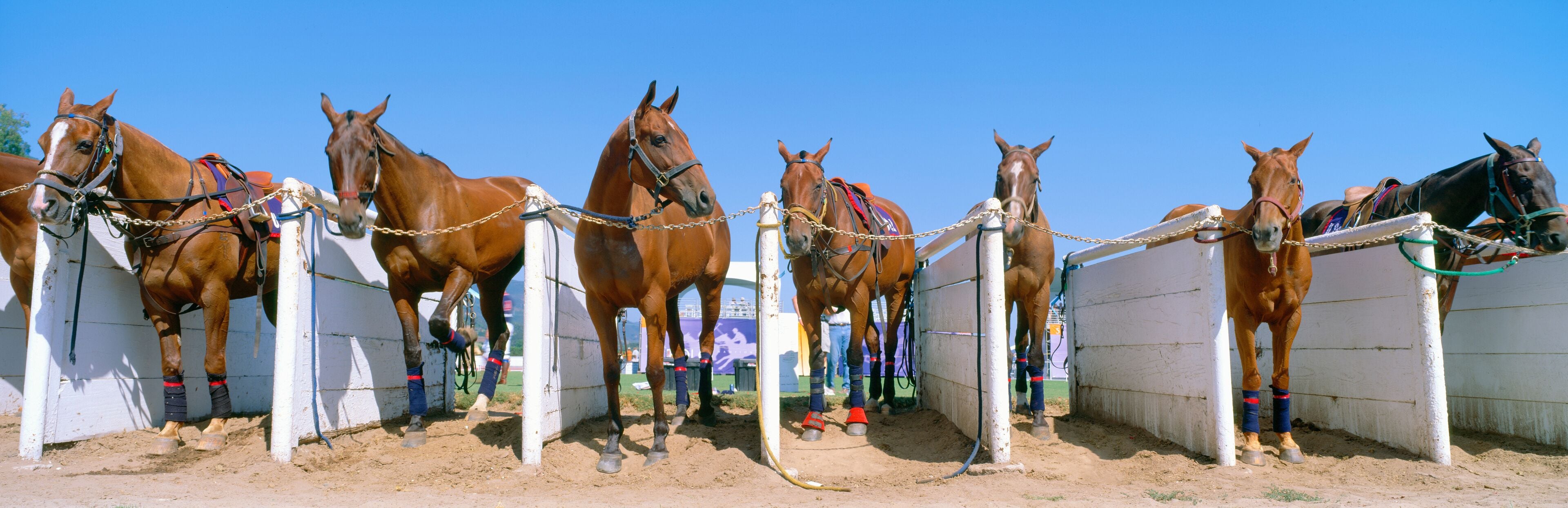 1998 World Polo Championship, Horses in stalls, Santa Barbara Polo and Racquet Club, California