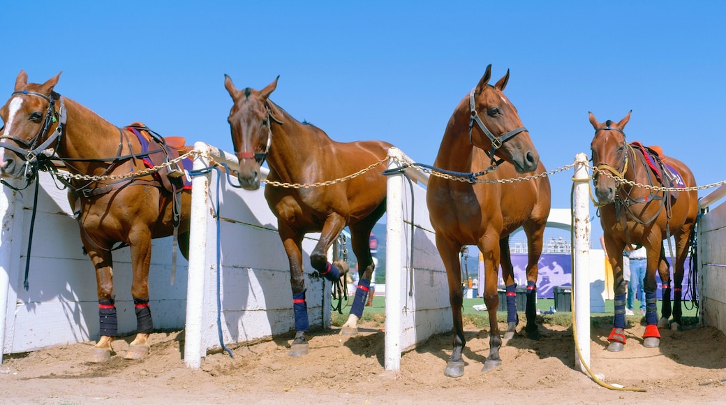Santa Barbara Polo & Racquet Club