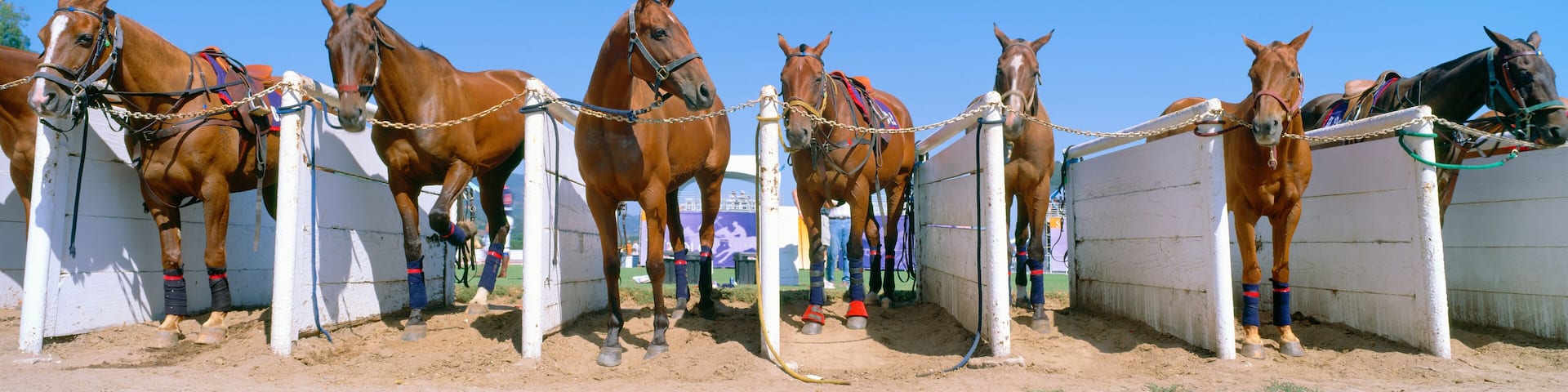 1998 World Polo Championship, Horses in stalls, Santa Barbara Polo and Racquet Club, California