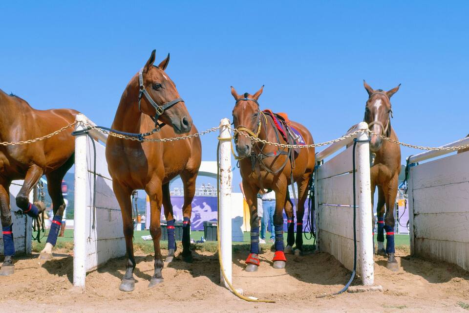 A stable with horses tied to a fence.