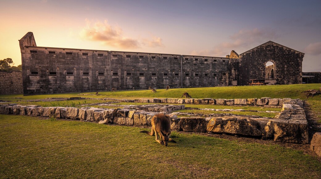 What was once a Gaol is now home to several families of Kangaroos and a popular camping spot. #history