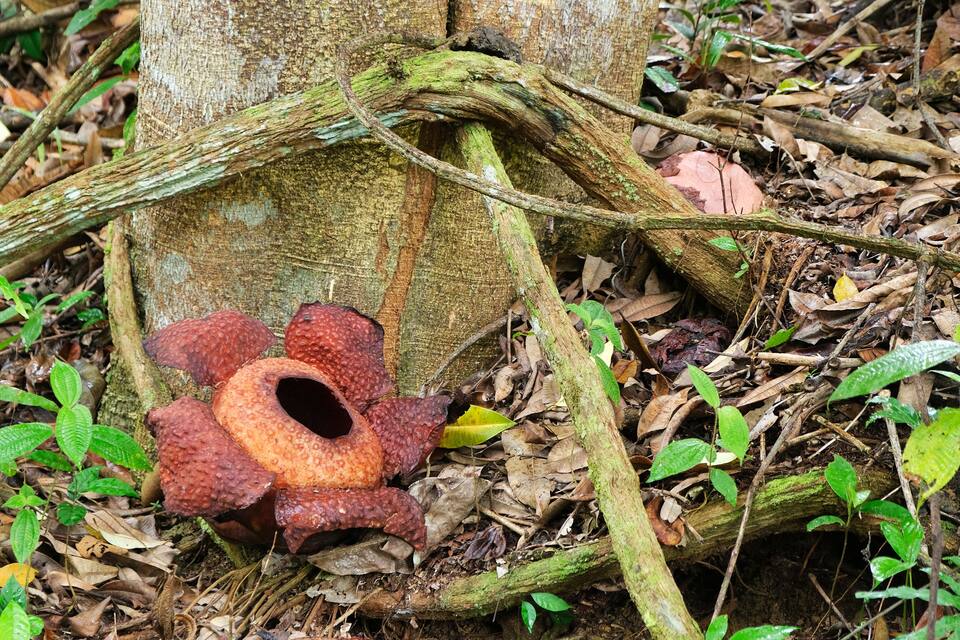 A tree trunk with a large, red, spiky fungus growing from it.
