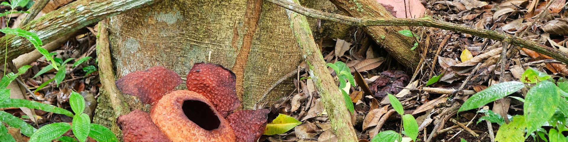 Rafflesia is a genus of parasitic flowering plants in the family Rafflesiaceae. The species have enormous flowers, the buds rising from the ground or directly from the lower stems of their host plants