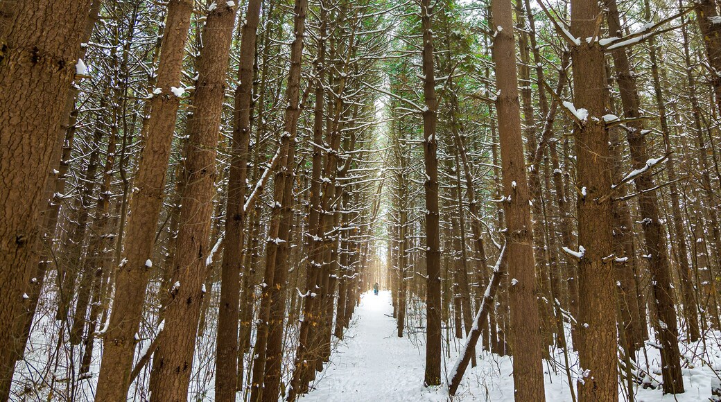 White Pine Trail State Park