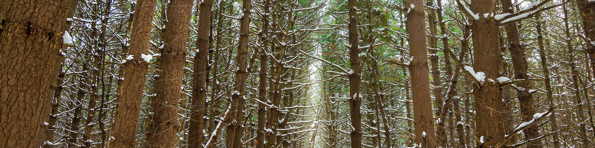 In a rural forest in the lower peninsula of the state, rows of mature pine trees surround a snowy path on a cold winter day in Charlevoix, Michigan.
