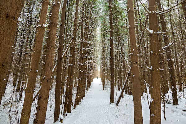 In a rural forest in the lower peninsula of the state, rows of mature pine trees surround a snowy path on a cold winter day in Charlevoix, Michigan.