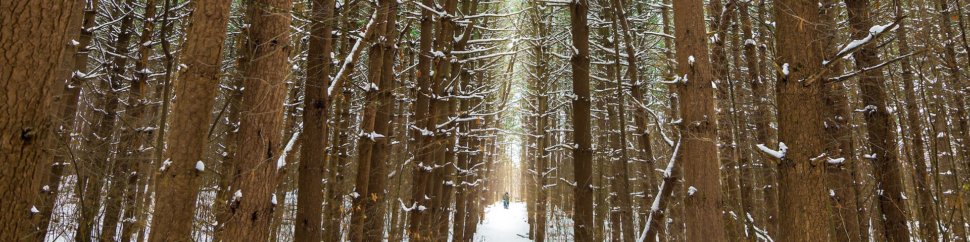 In a rural forest in the lower peninsula of the state, rows of mature pine trees surround a snowy path on a cold winter day in Charlevoix, Michigan.