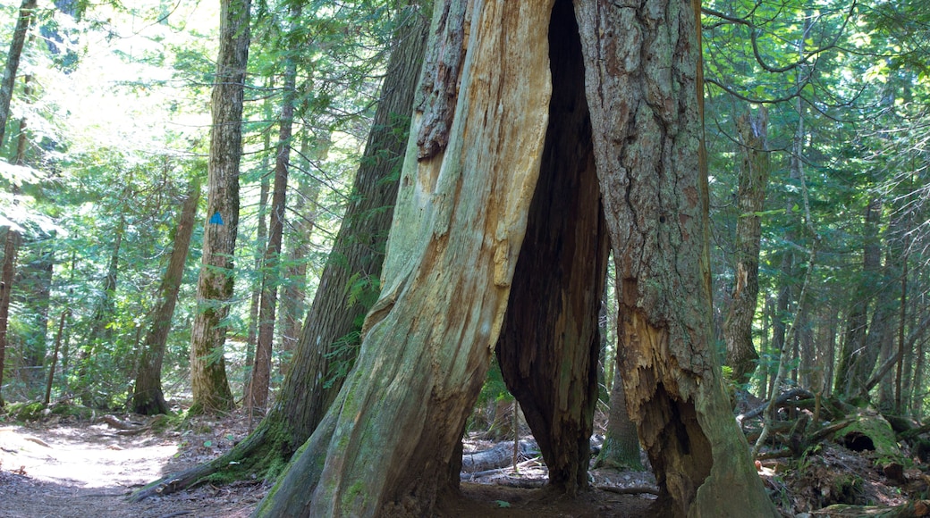 埃斯提凡特白松自然保護區
