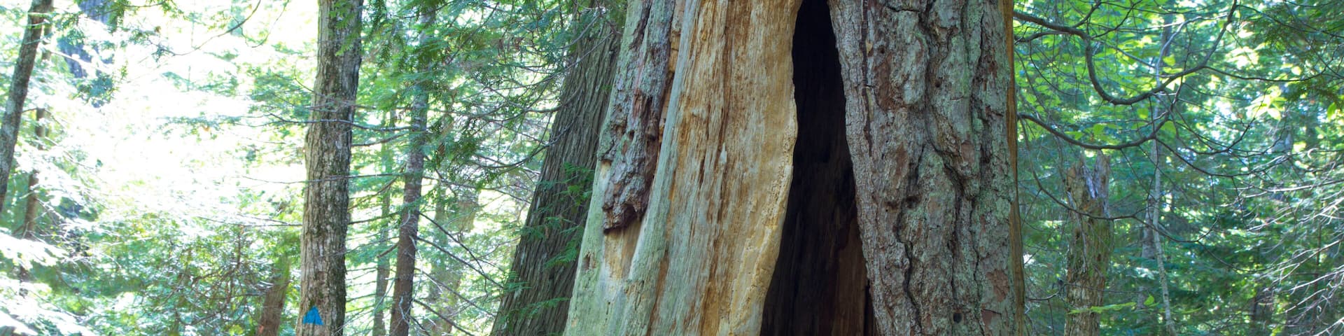 Estivant Pines Nature Sanctuary in the small Upper Peninsula Michigan town of Copper Harbor. The nature sanctuary features hiking trails through an old growth northern boreal forest.