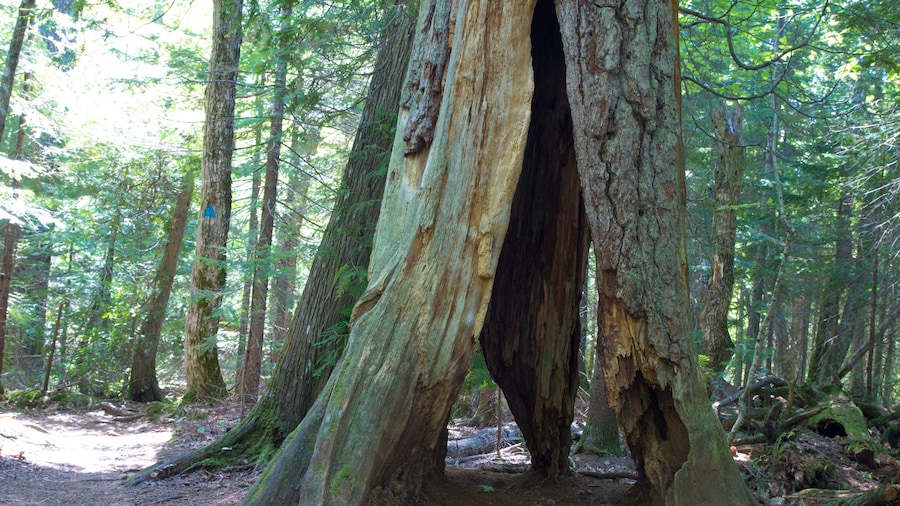 Estivant Pines Nature Sanctuary
