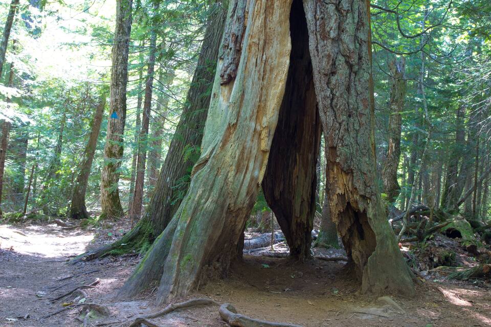 Un bosque con un árbol grande de tronco hueco.