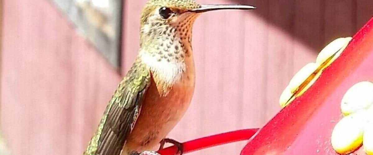 My sister has an abundance of these cute little hummingbirds. They are pretty friendly.