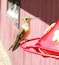 My sister has an abundance of these cute little hummingbirds. They are pretty friendly.
