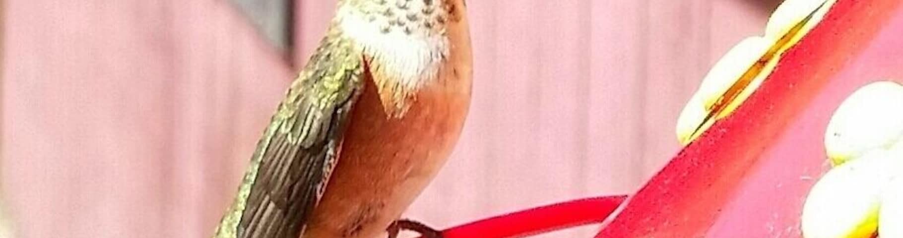 My sister has an abundance of these cute little hummingbirds. They are pretty friendly.