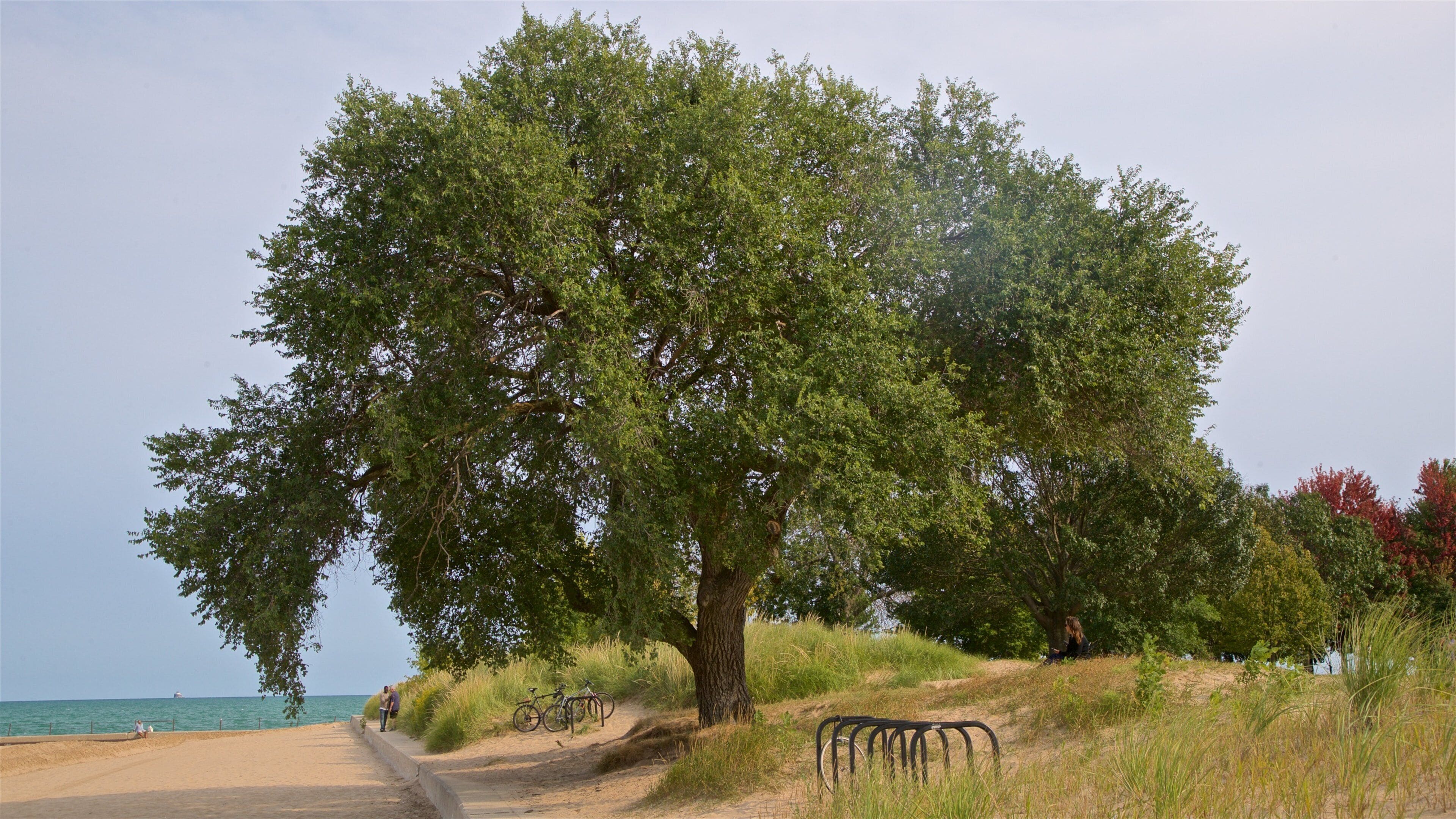 A coastal path with a large tree, a bicycle, and a sandy beach.