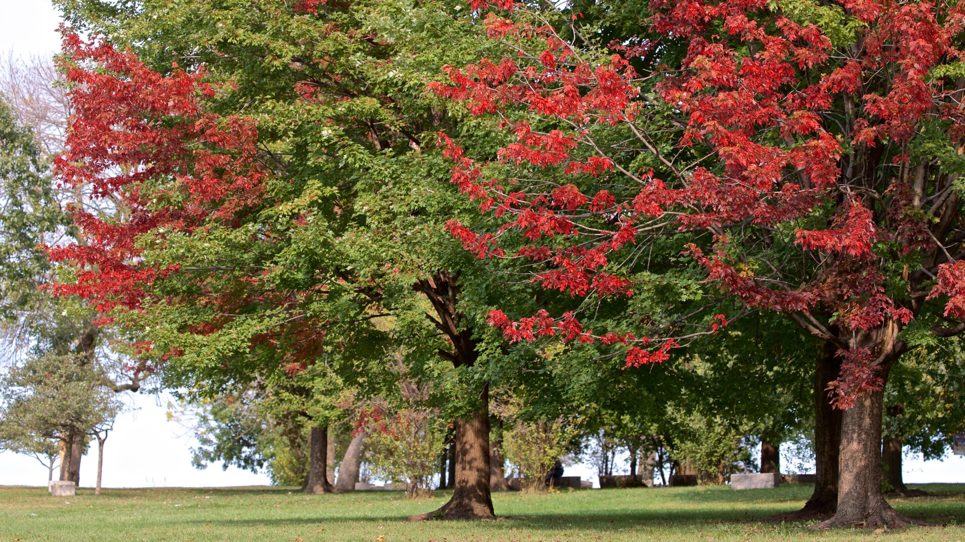 Kathy Osterman Beach featuring wildflowers and a garden