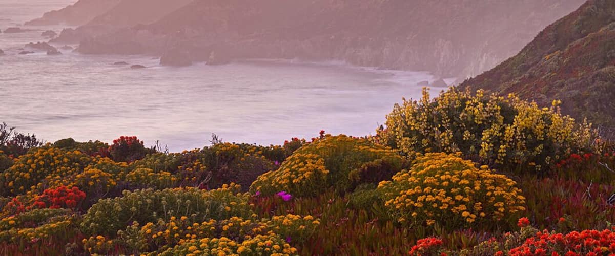 Blooming wild flowers along the bluffs of Garrapata Beach on a late hazy afternoon. The beach below has pristine turquoise water in the spring which turn deep blue azure in the winter caused by a phenomenon called upwelling - I took classes from NOAA :)
It's an easy access off the Pacific Coast Highway (Highway 1) about 10 miles from Carmel.