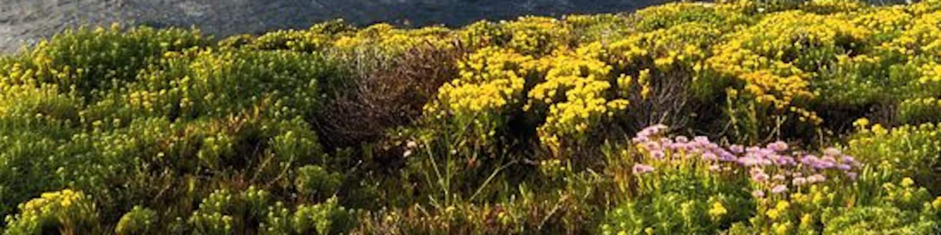 A coastal landscape with rolling hills, a rocky shoreline, and a field of wildflowers.