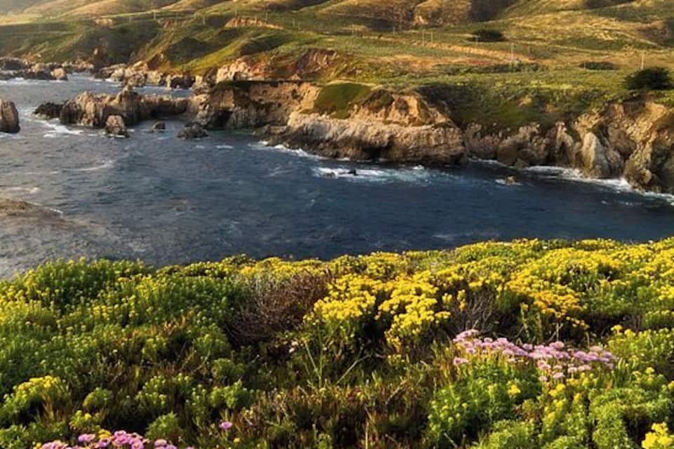 A coastal landscape with rolling hills, a rocky shoreline, and a field of wildflowers.