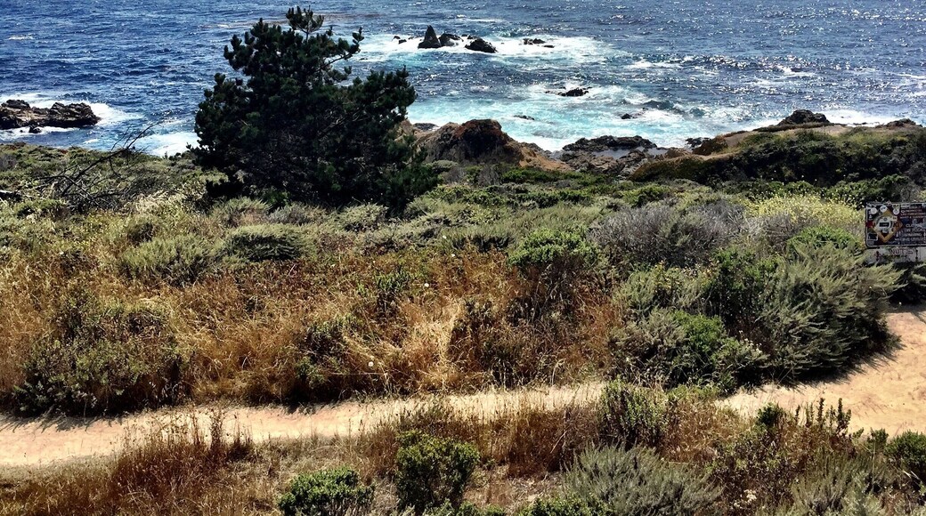 Garrapata State Park is a nice walk among the dunes down to the beach with great views of the Pacific.